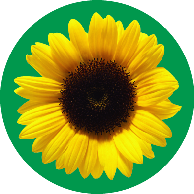 HD Sunflower